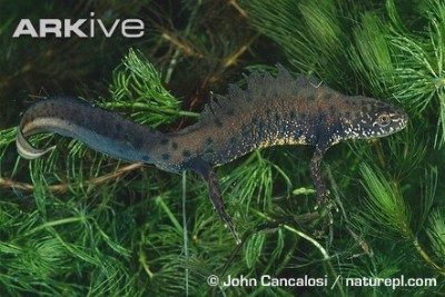 great crested newt