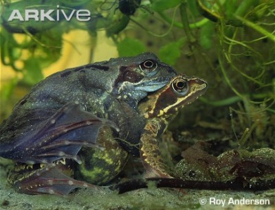 common frogs mating