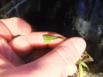 broadleaved pond weed leaf, folded over containing the egg of a Palmate newt