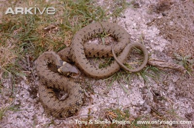 female grass snake
