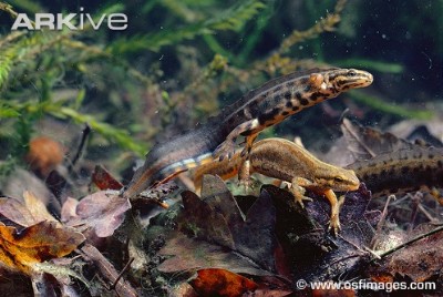 male and female smooth newt