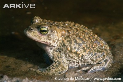 natterjack toad