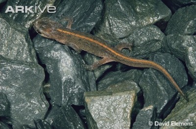 palmate newt