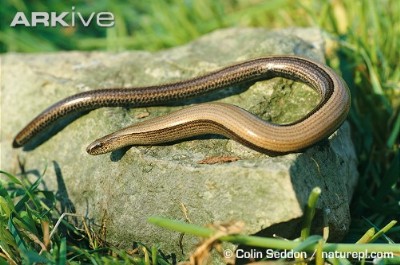 slow worm