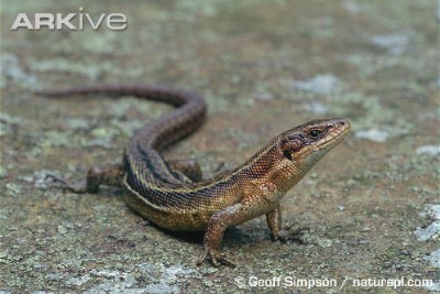 common lizard